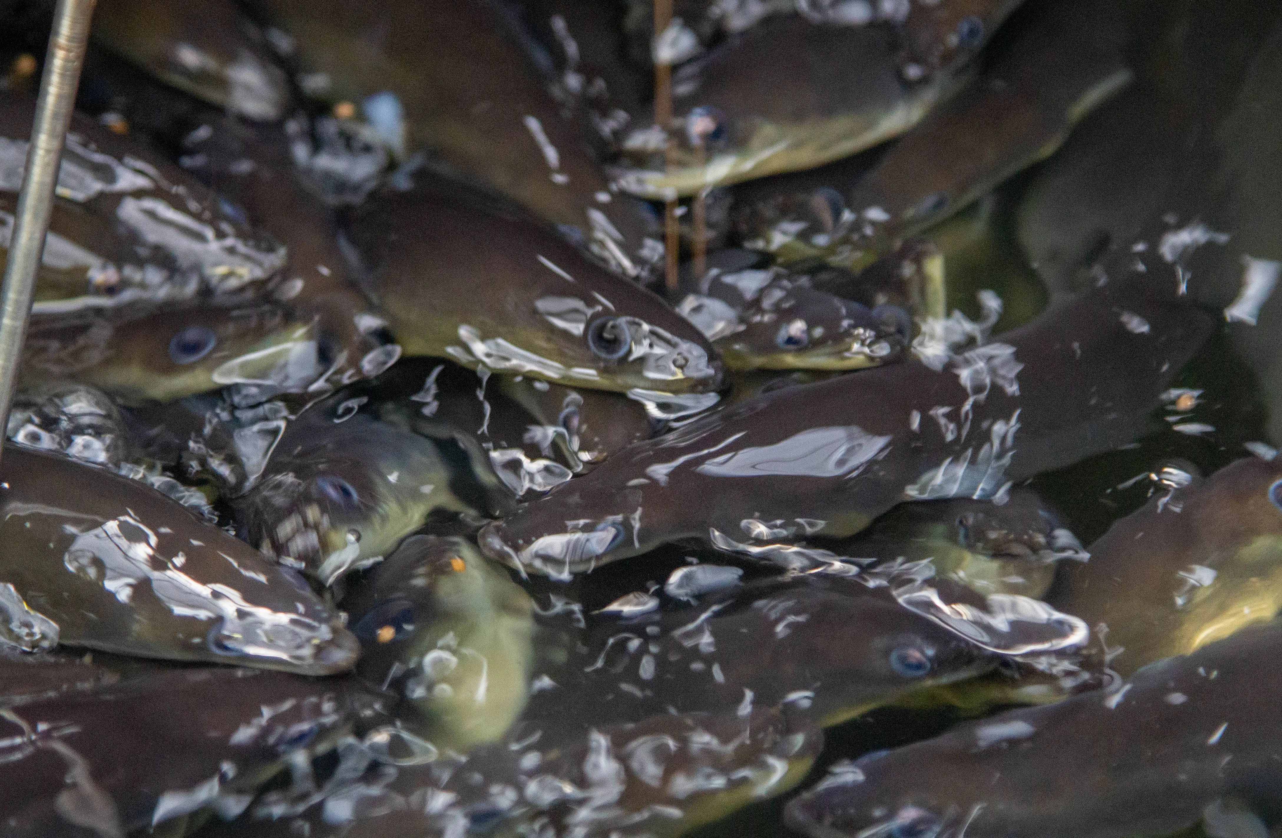 Glass eels