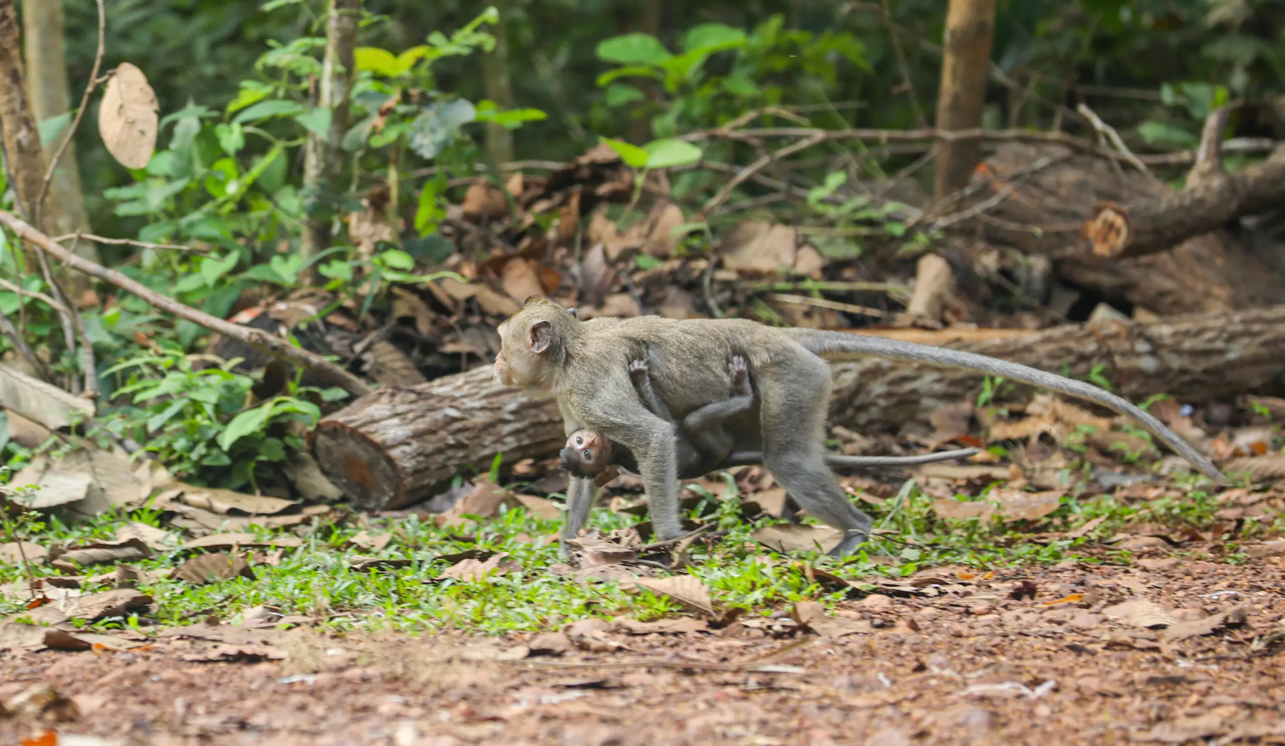 Monkey Mart - viet nam