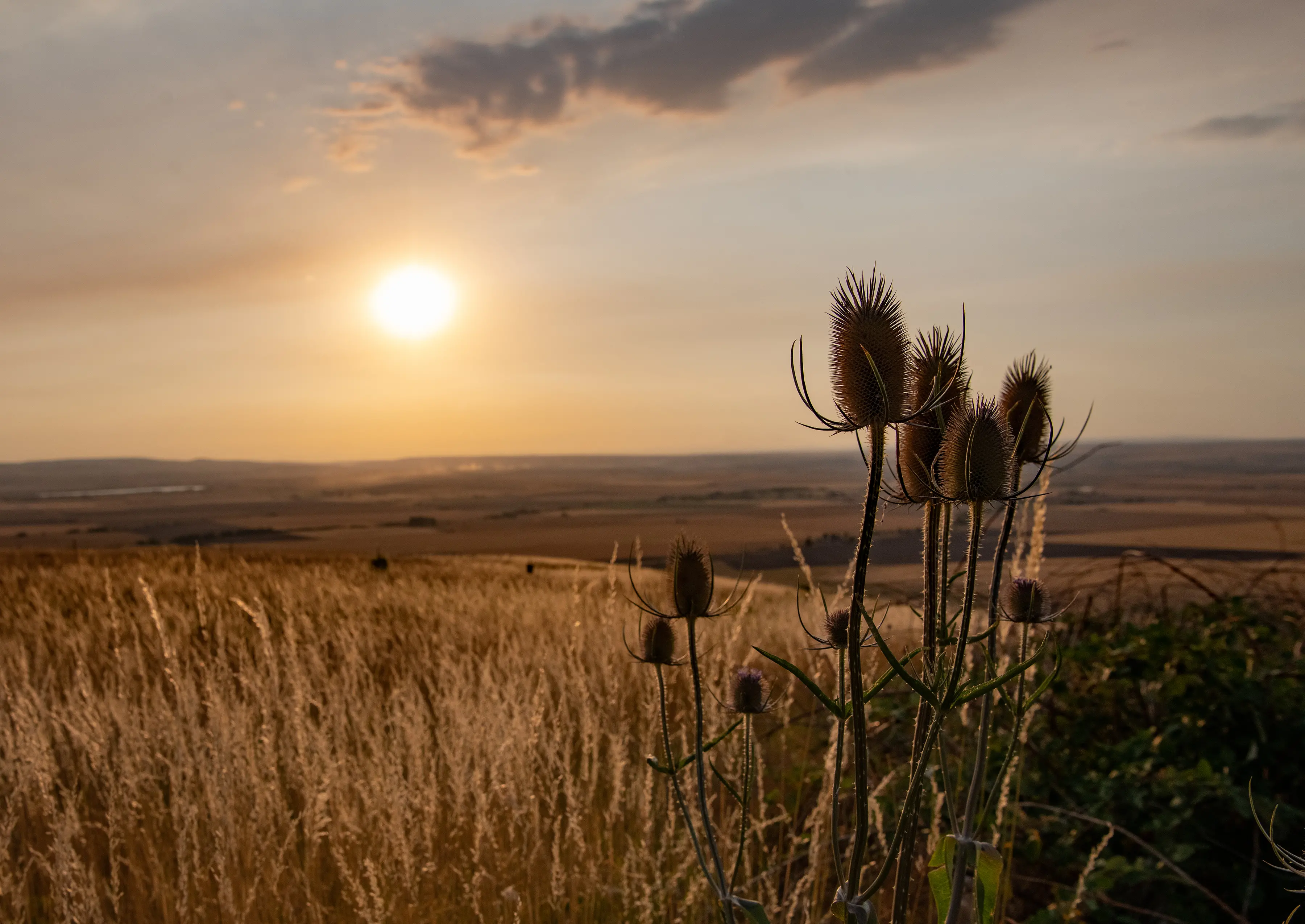 sunset over field in eastern Oregon