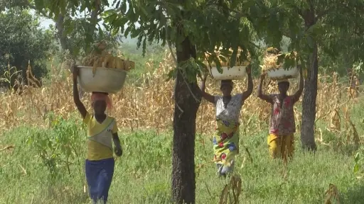 Women return from the farm