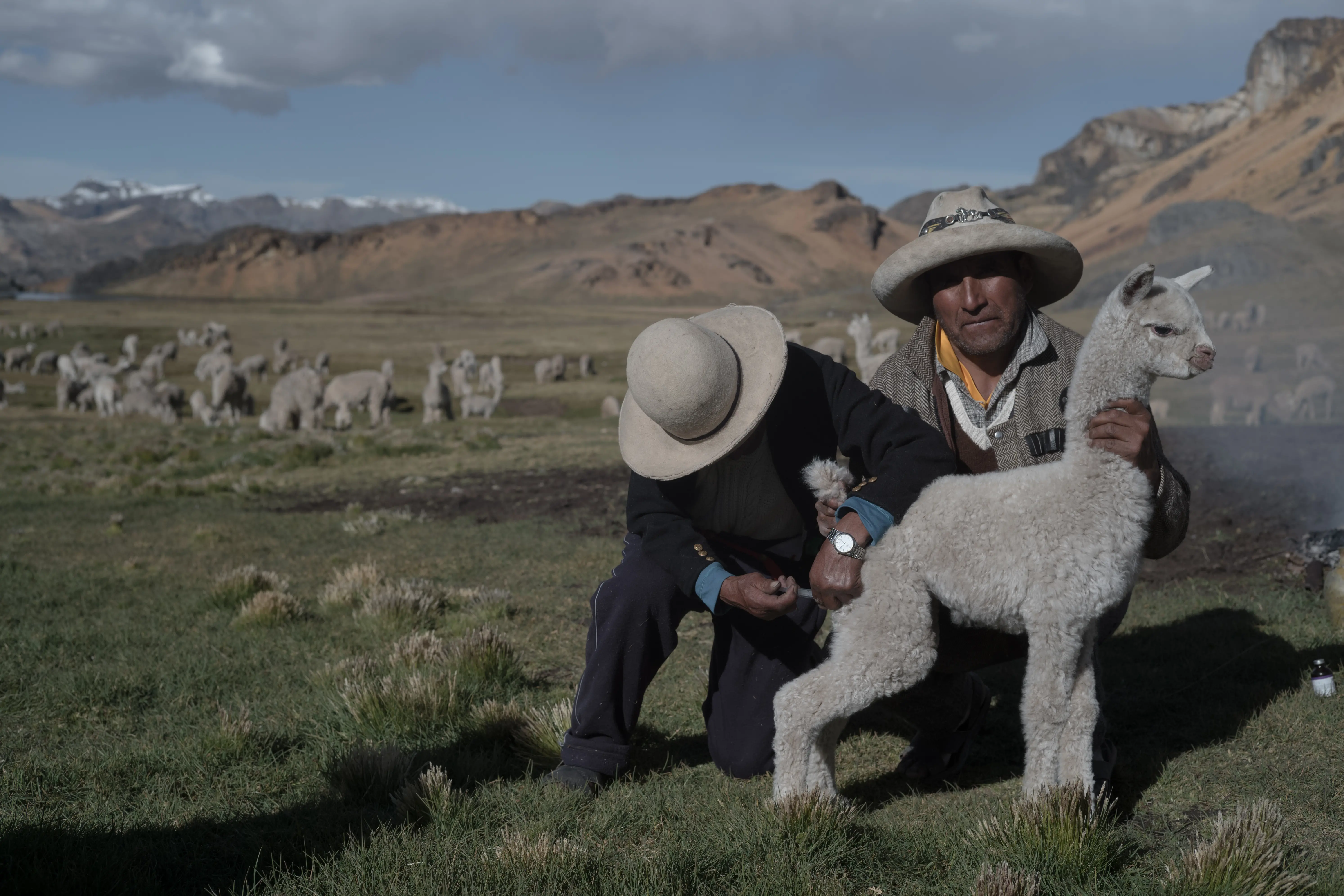 A baby alpaca receives medicine 