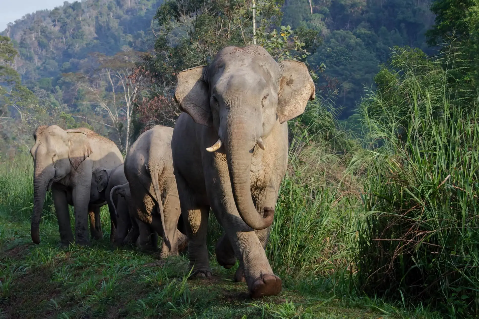 Elephants 