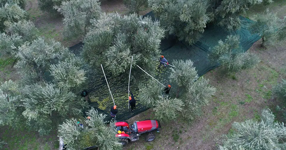 In California, a new strategy to fight grapevine-killing bacteria