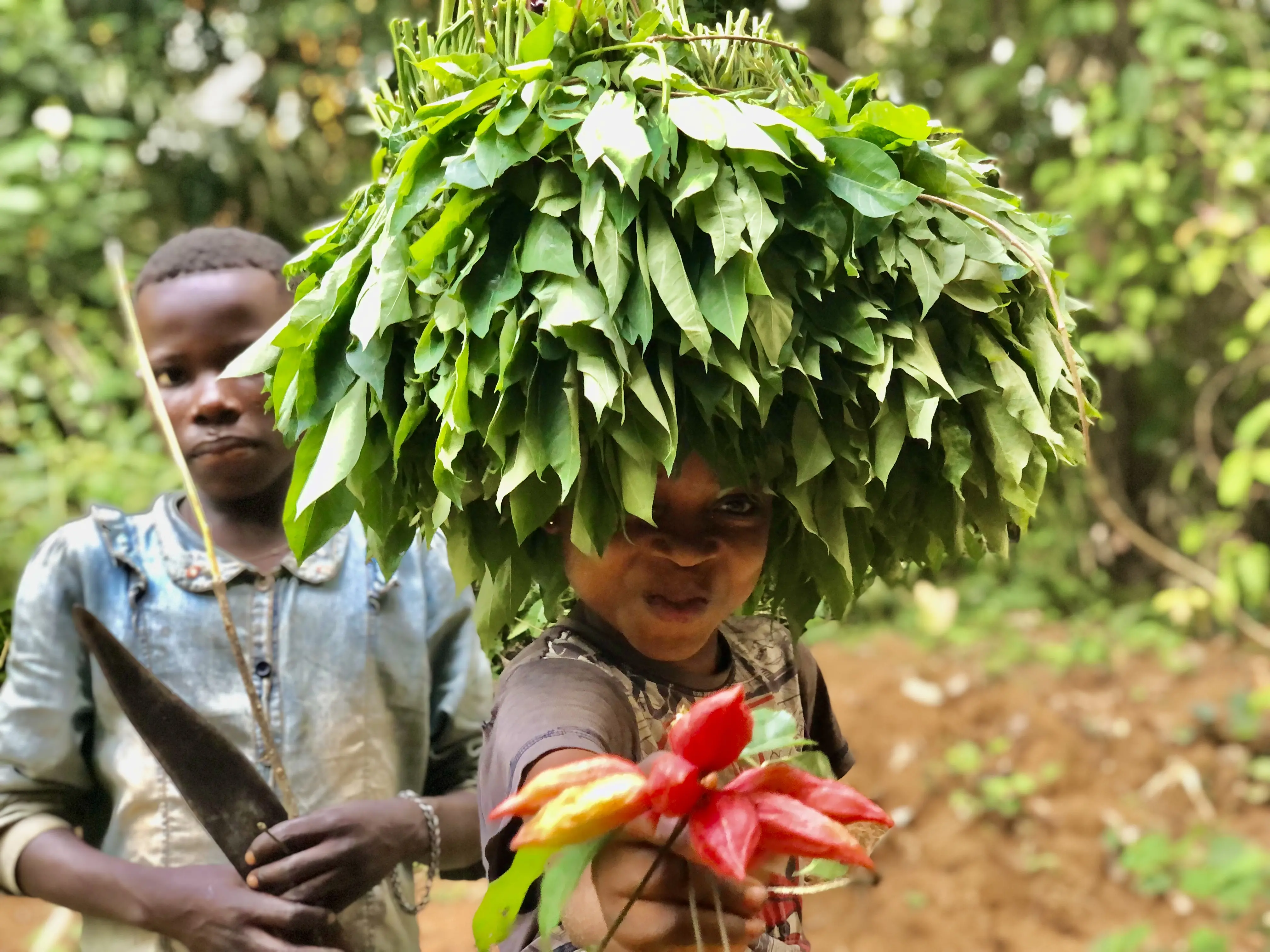 A child wears a bunch of leaves on their head, smiles, and shows red fruits to the camera. Another child stands behind her with a knife and stick. 