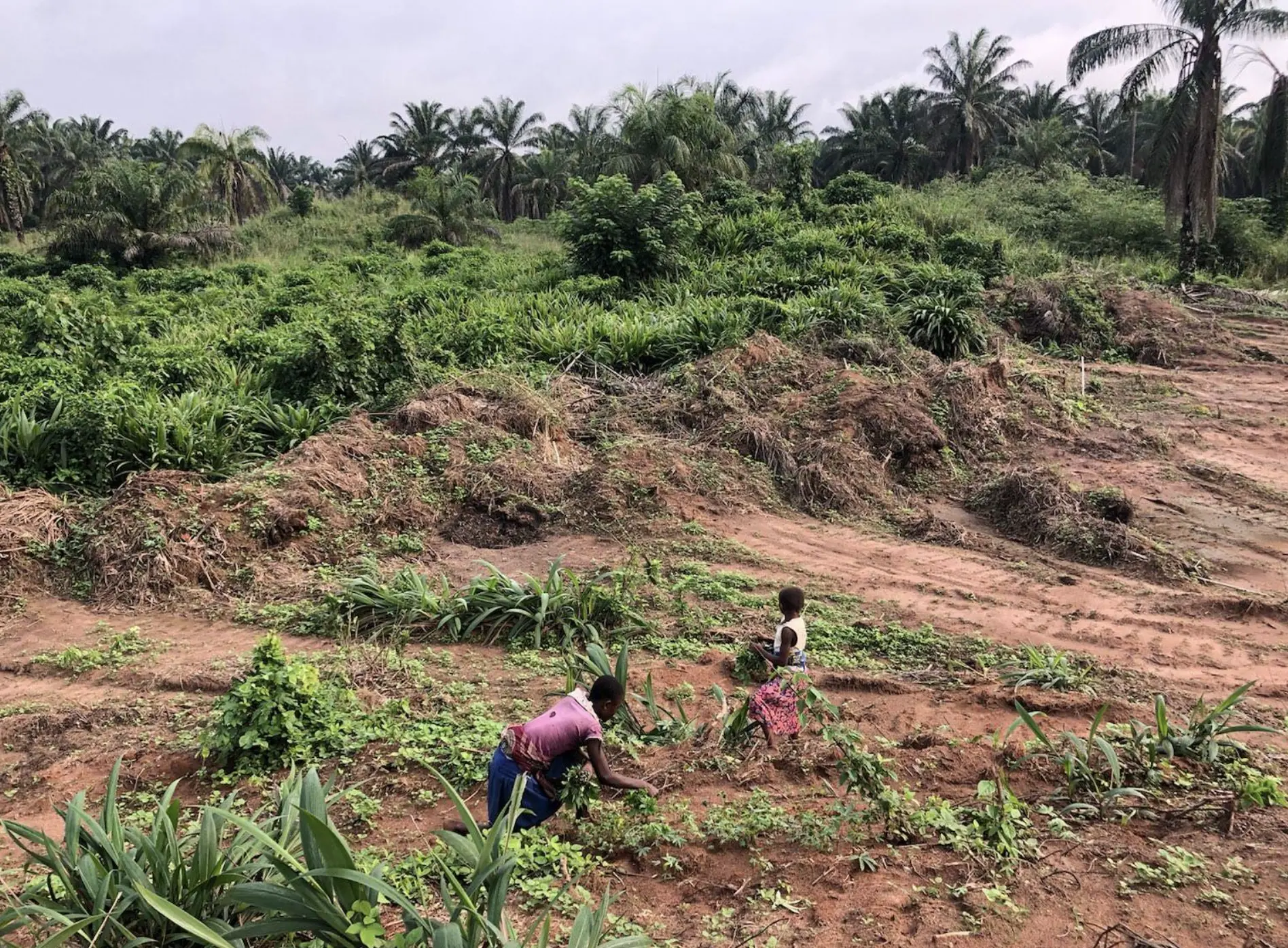 The Old And Mysterious Practice Of Eating Dirt, Revealed : The