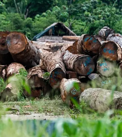 logs with numbers and letters written on them are piled up. A forest is seen in the background.