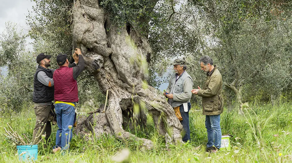 scientist points to tree graft