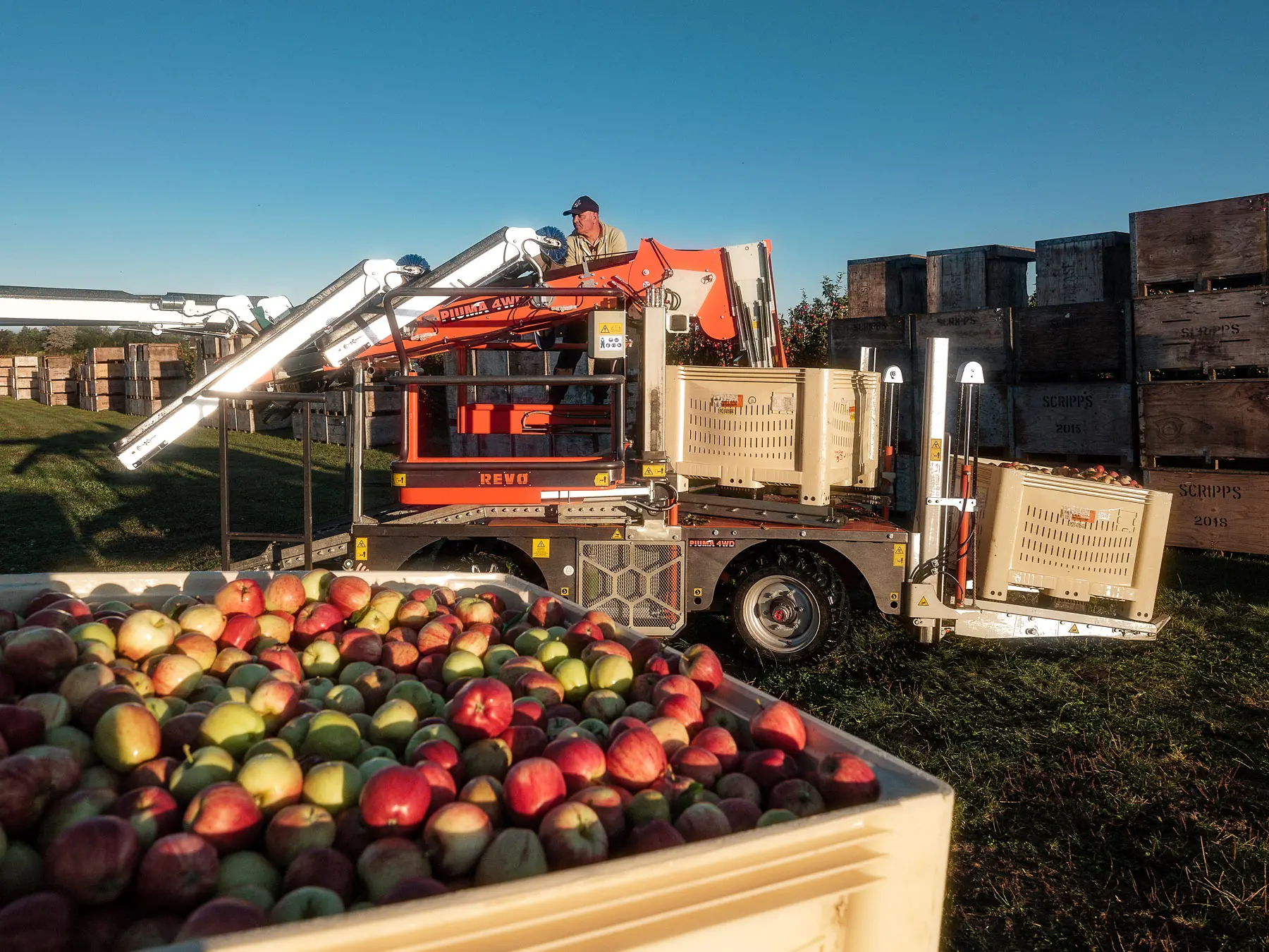 Man operates apple picking machine