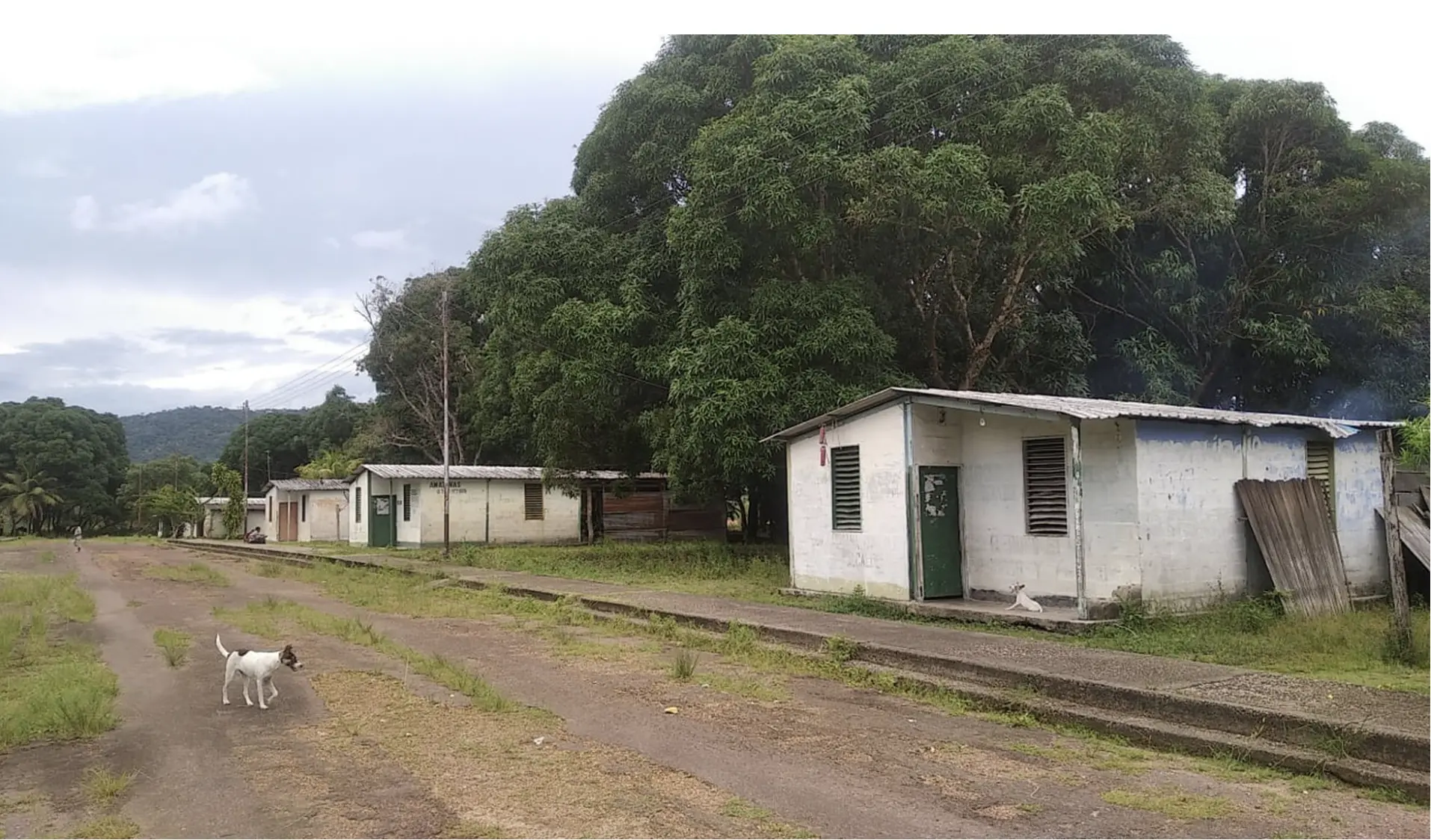 A dog walks down a street lined with identical, white cinder block houses. The houses are small. The forest is in the background. 