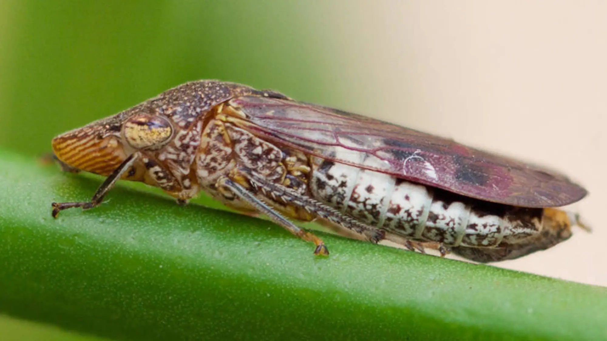 Photo of the glassy-winged sharpshooter 