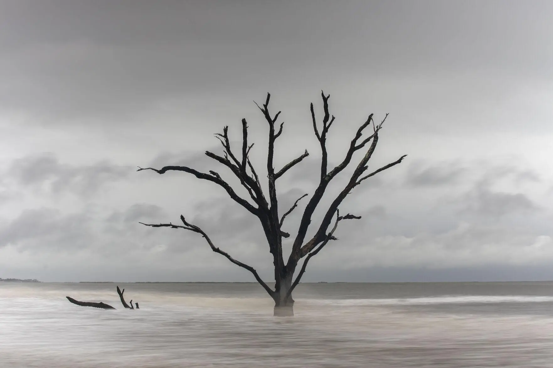 Tide washes over the trees