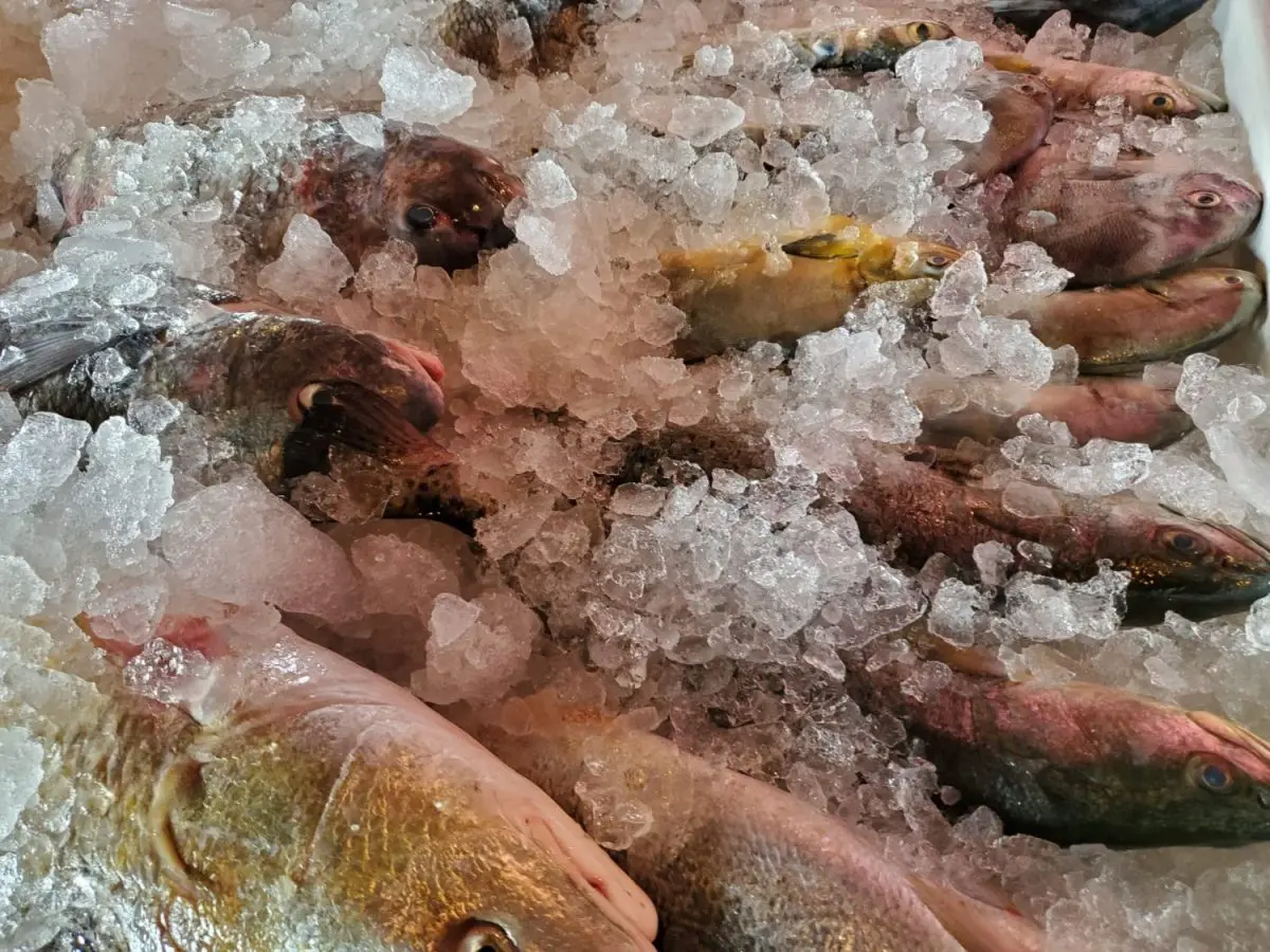 Fish in ice