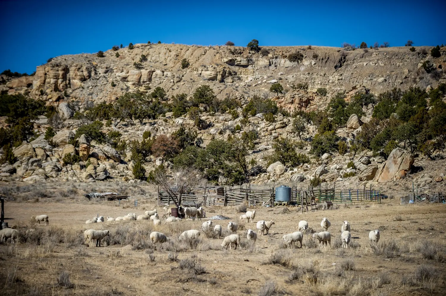 Sheep graze on vegetation below the Claim 28 uranium mine site in Blue Gap, Ariz. Image by Mary F. Calvert. United States, 2020.