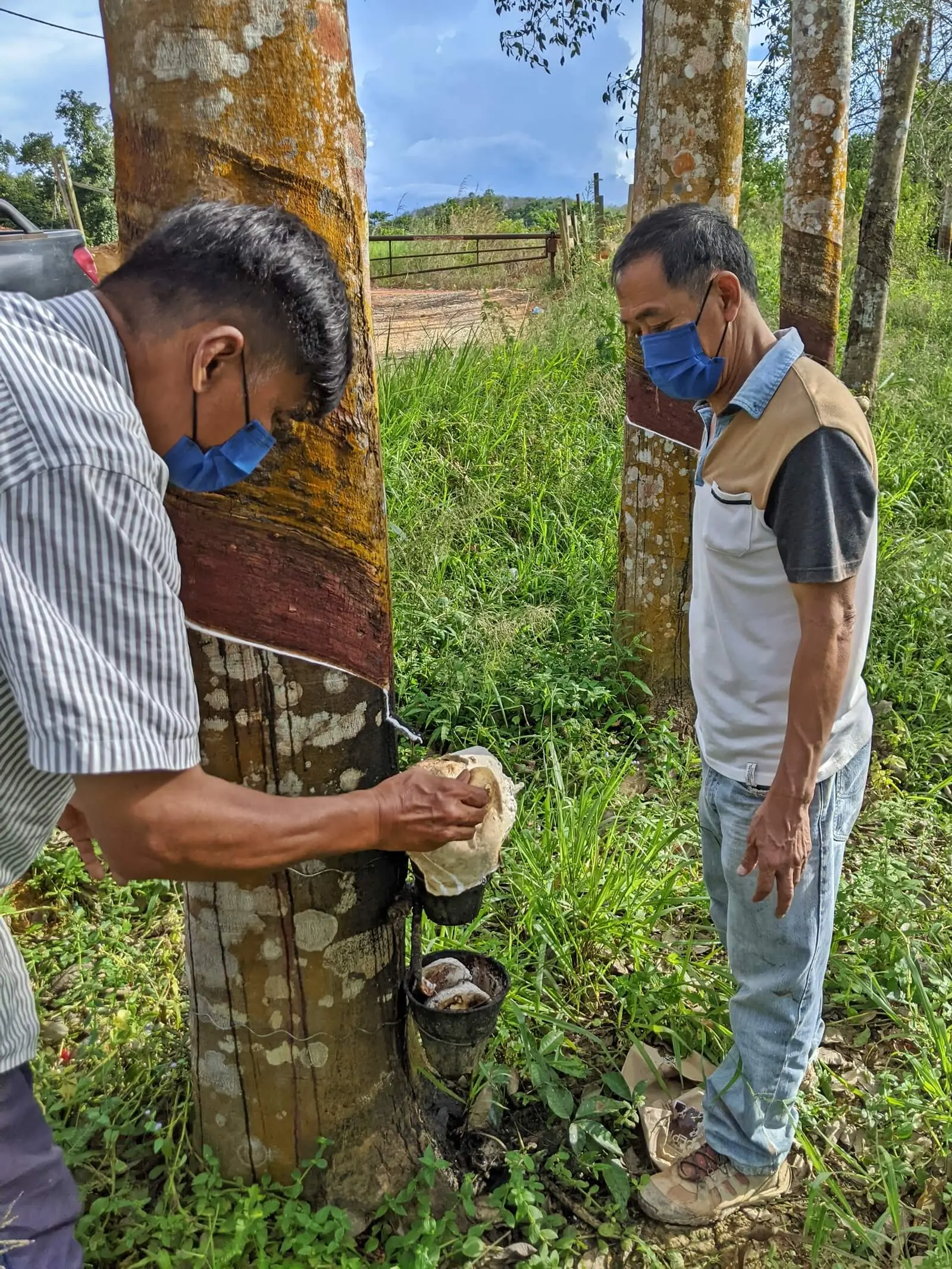 A farmer holds a small cup to a rubber tree to collect the latex. Another man stands by to observe.
