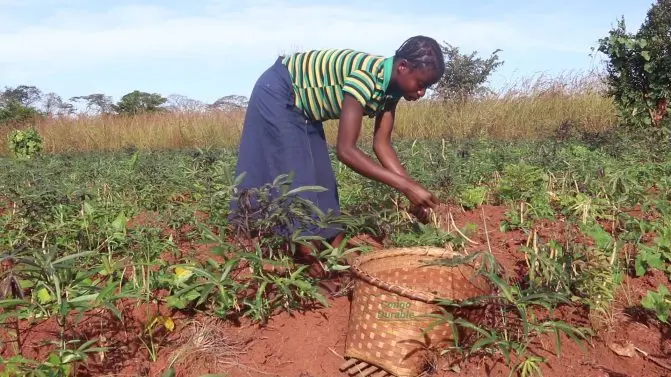 A woman bends over a field to harvest beans.