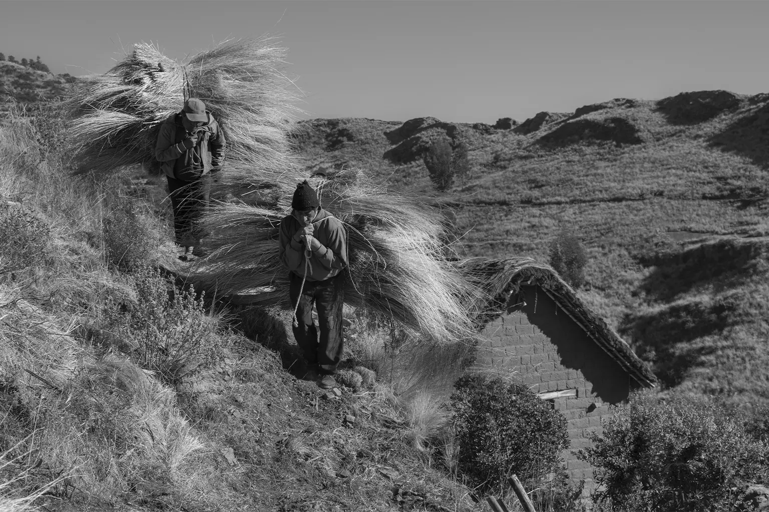 Andean straw being carried to covered a roof