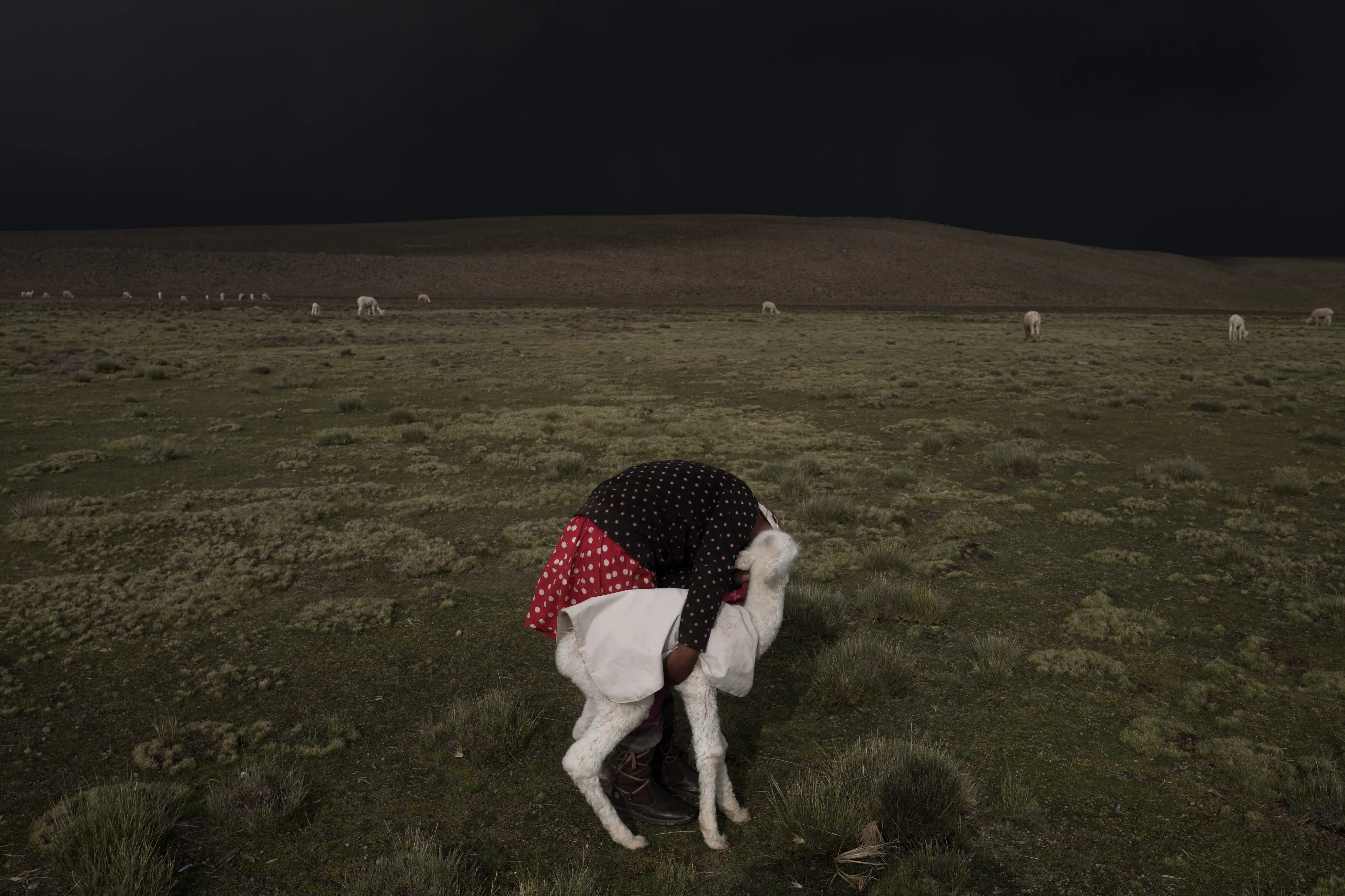 a young girl holds an alpaca