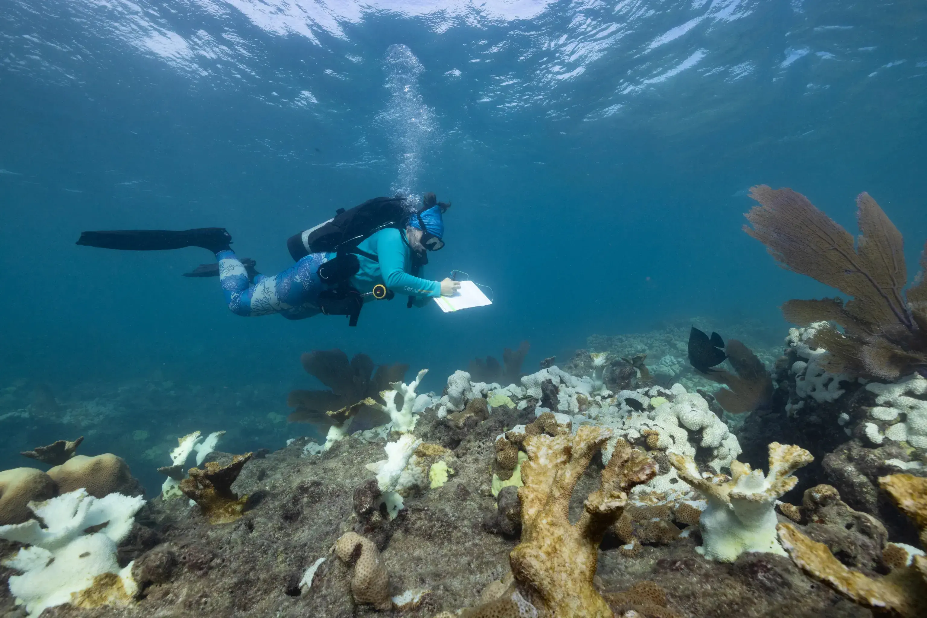 Florida's coral reef is dying. Only one thing can save it. - Vox