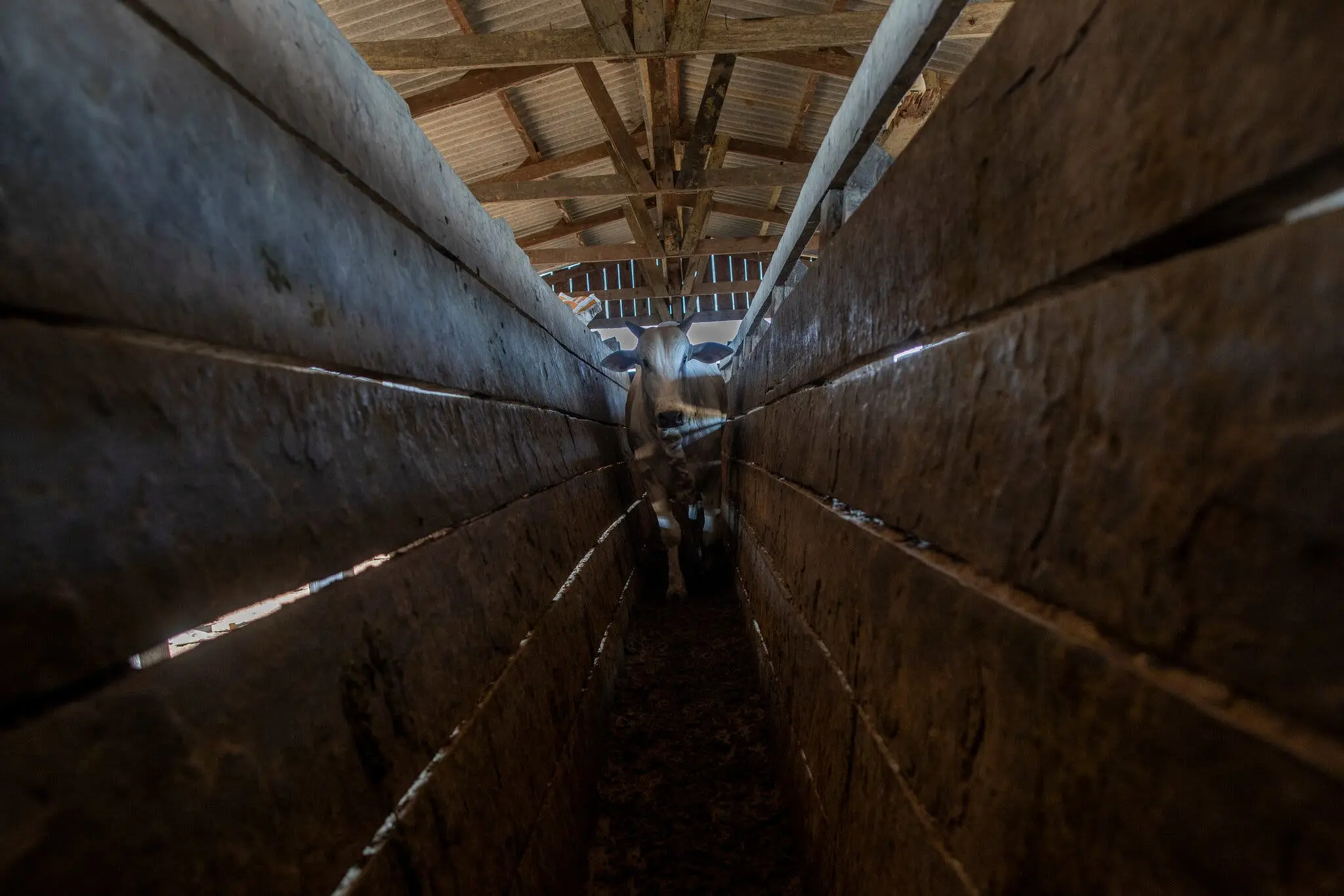 Cattle from Mr. Felipe’s farm were herded onto trucks for transport to slaughter