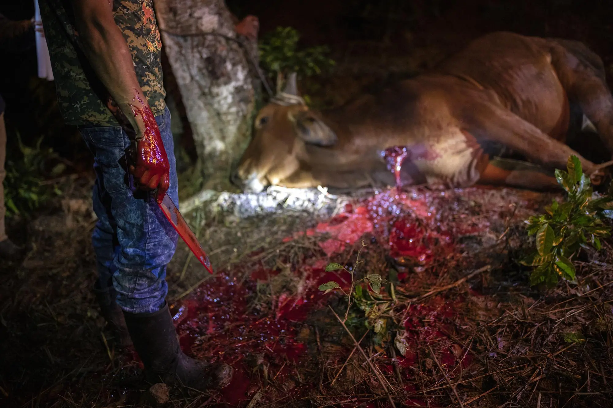 A deer lays dead and bloodied