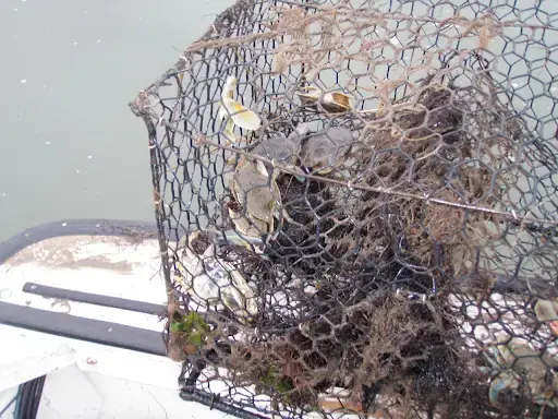 Watermen tapped to trawl for crab pot 'ghosts' of the Chesapeake Bay