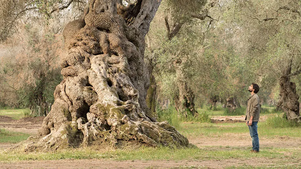 Agostino stands beside olive tree, looking up at branches