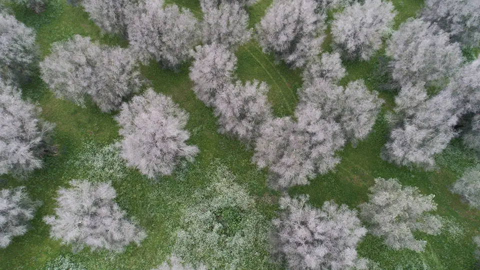 aerial view of dead olive trees