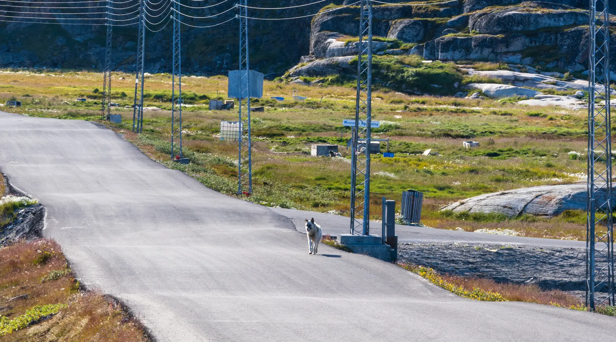 Dog walking down path