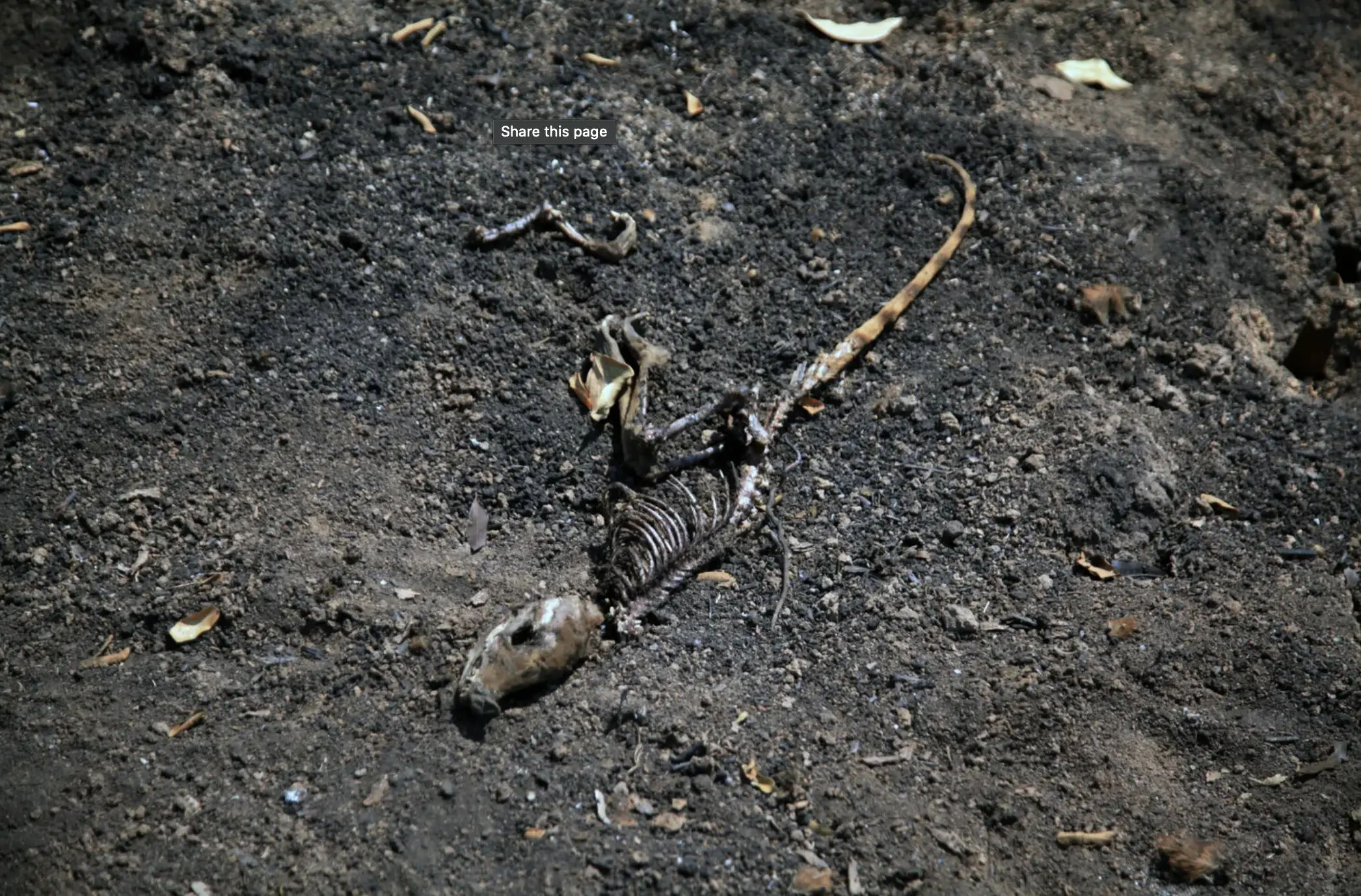 A dead animal skeleton 