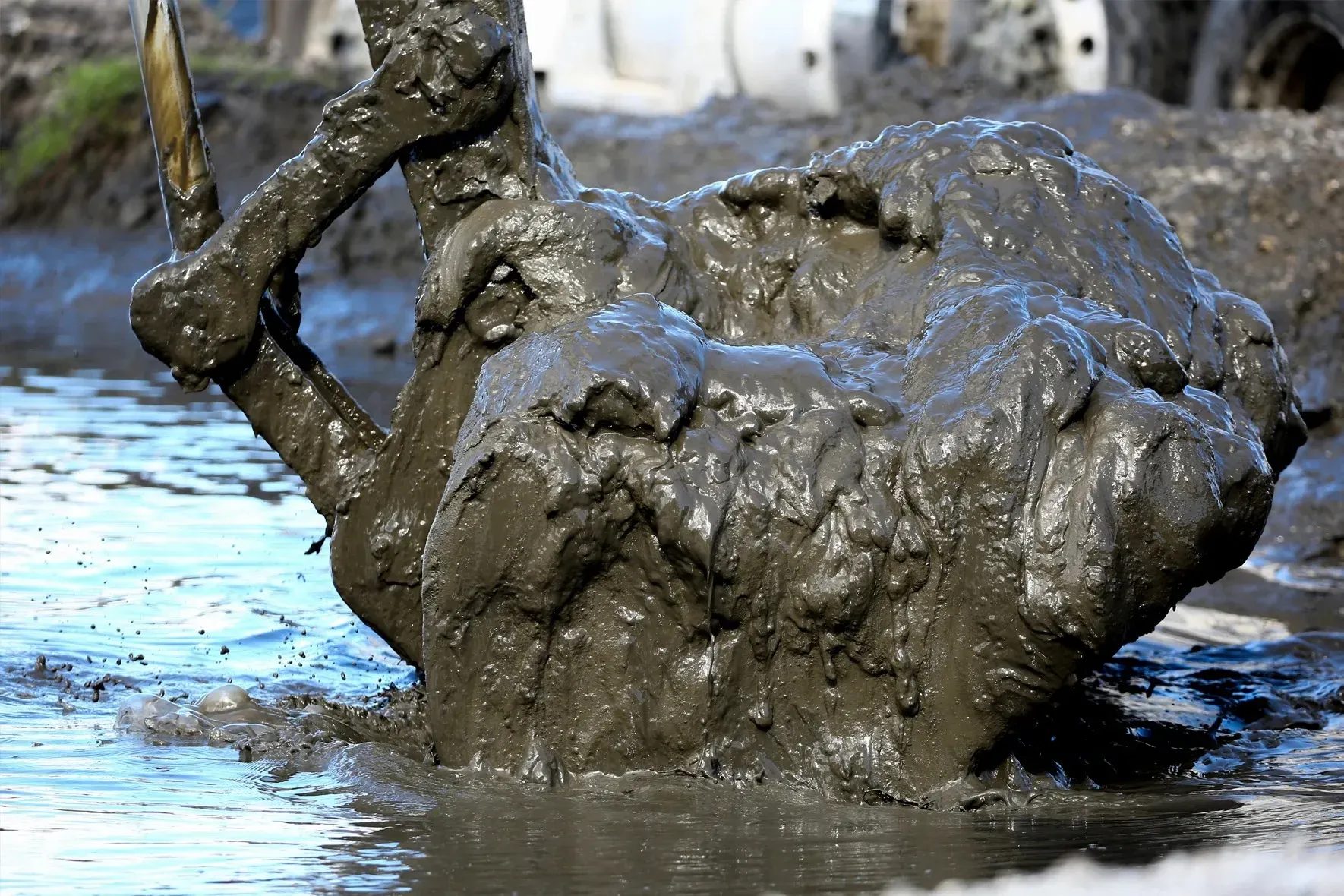 Wasting Away: Rampant Pollution Caused Manatees To Starve. Florida ...