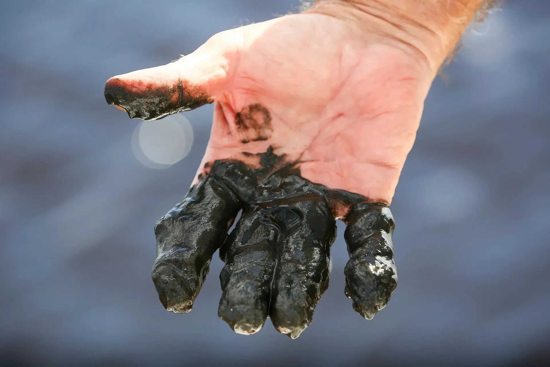 Wasting Away: Rampant Pollution Caused Manatees To Starve. Florida ...