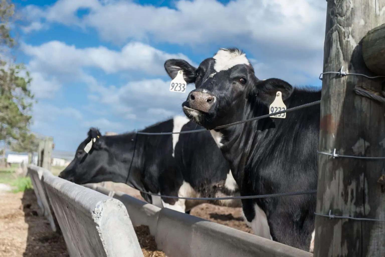 two cows stand behind an enclosure. They are eating from a trough. 