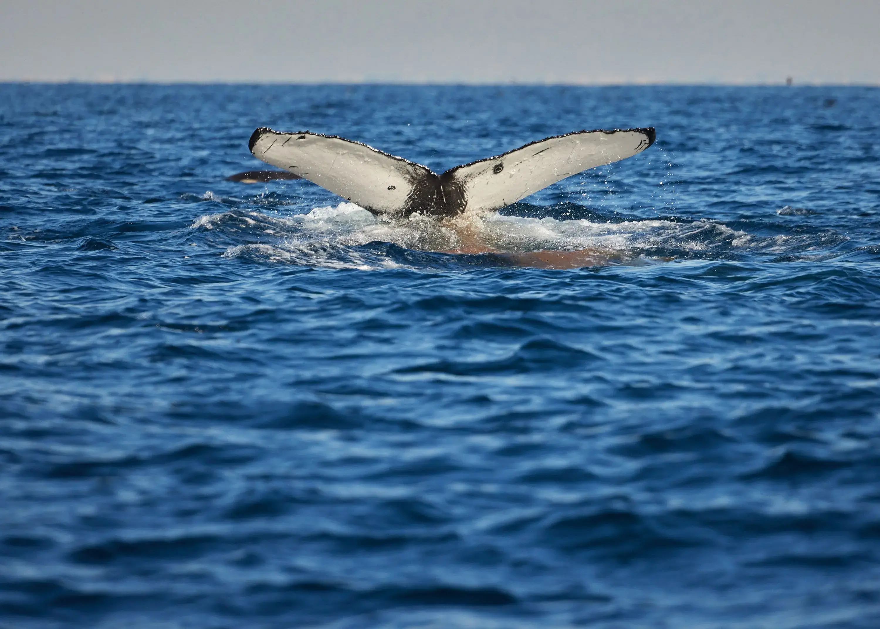 Fishermen Test Weaker Ropes So Whales Can Break Through Them