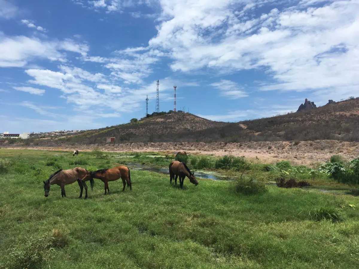 Cattle graze