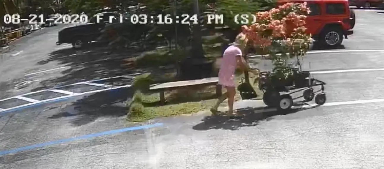 A woman shown on a security camera pushing a cart of large plants<br />