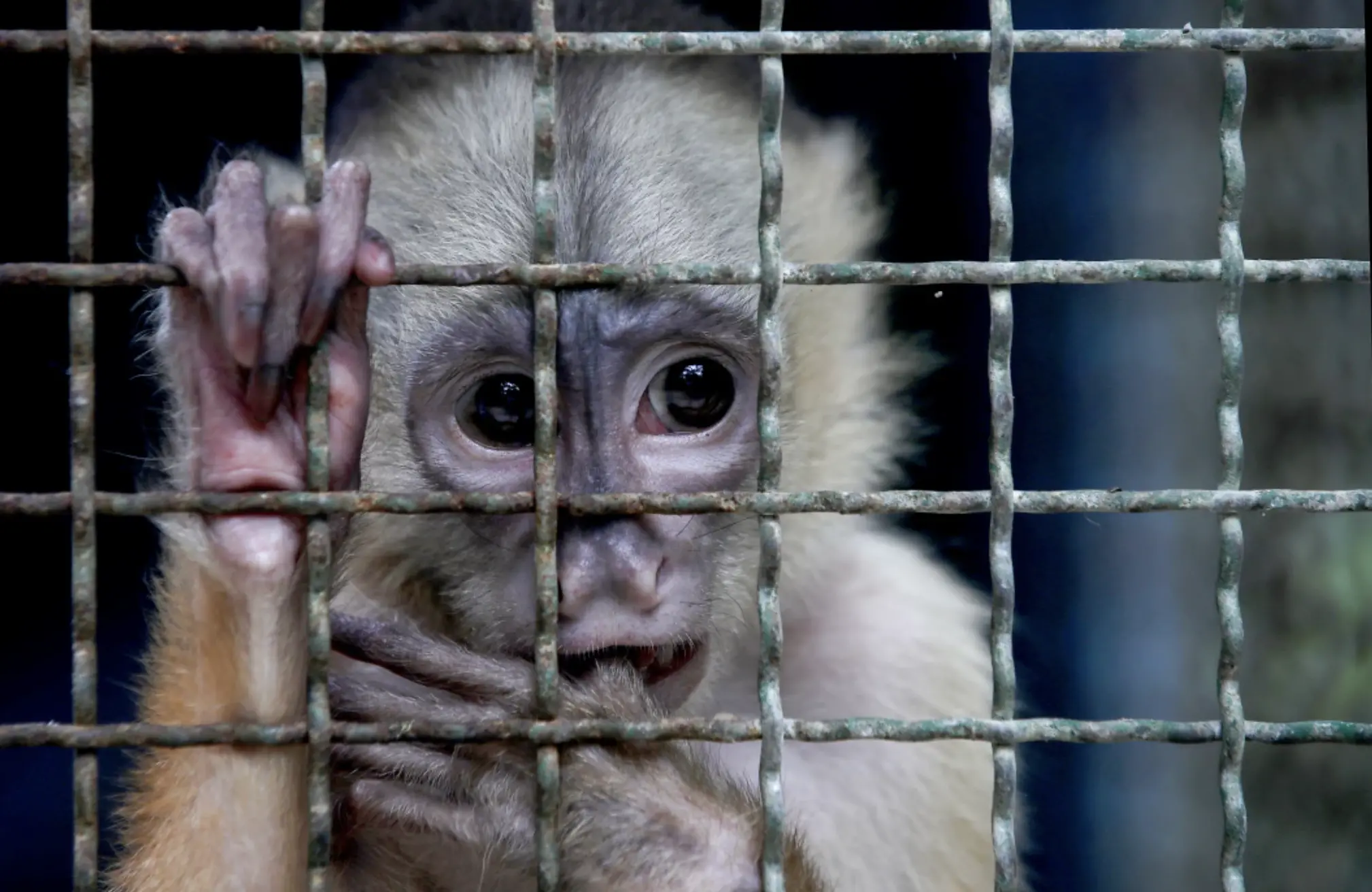  primate looks out from its cage at a wildlife research facility in Manaus, Brazil.