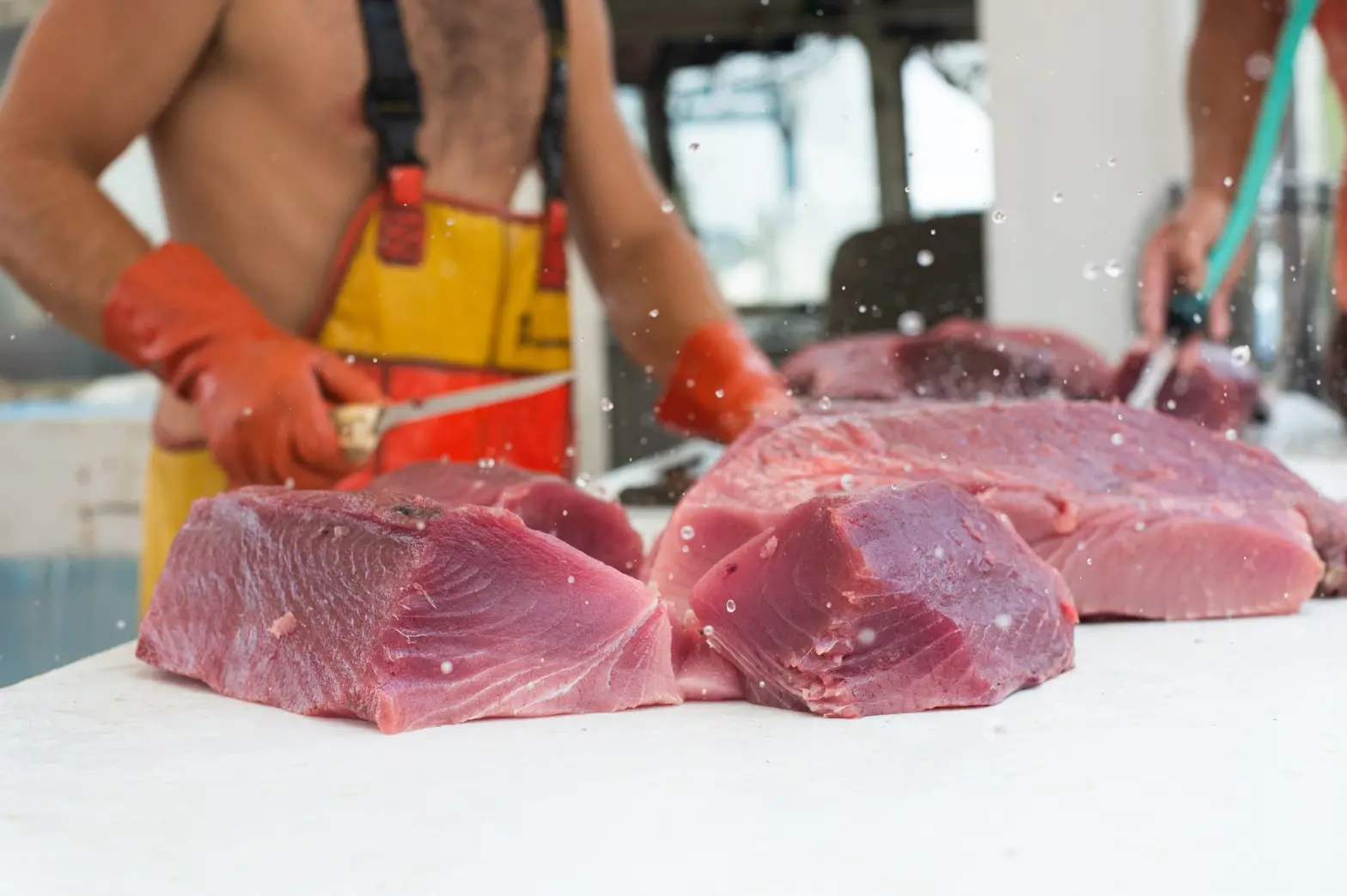 Guy cutting yellowfish tuna