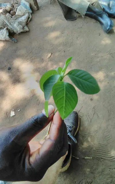 Man holds a plant 