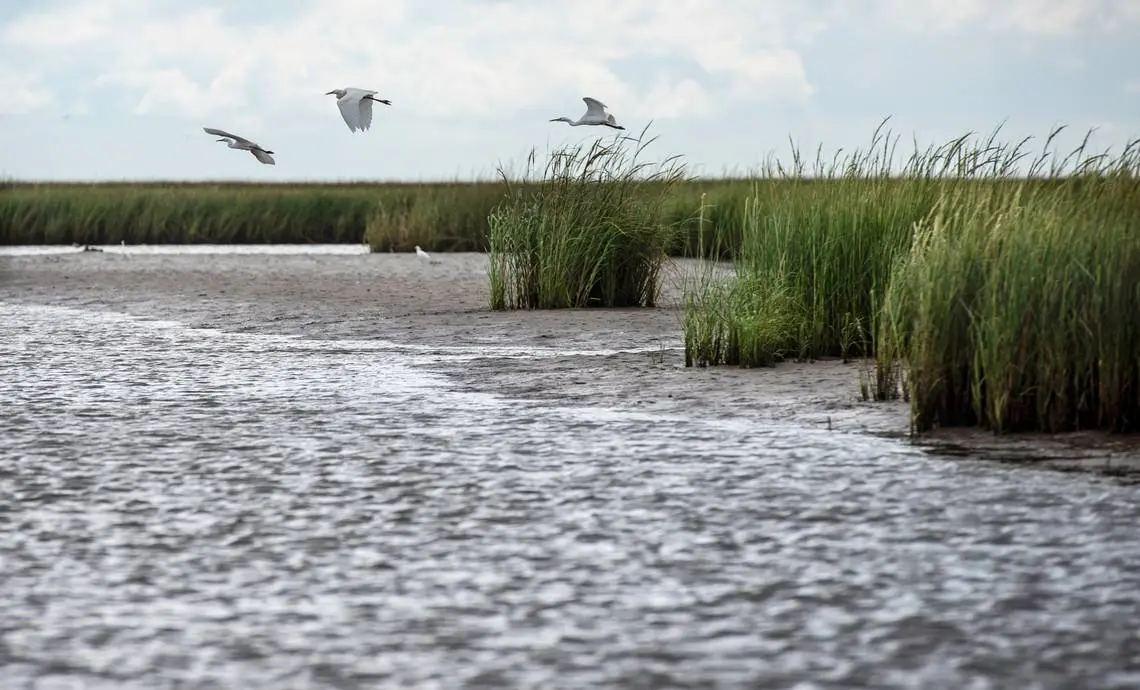 South Louisiana Salt Marsh Fishing - Realest Nature