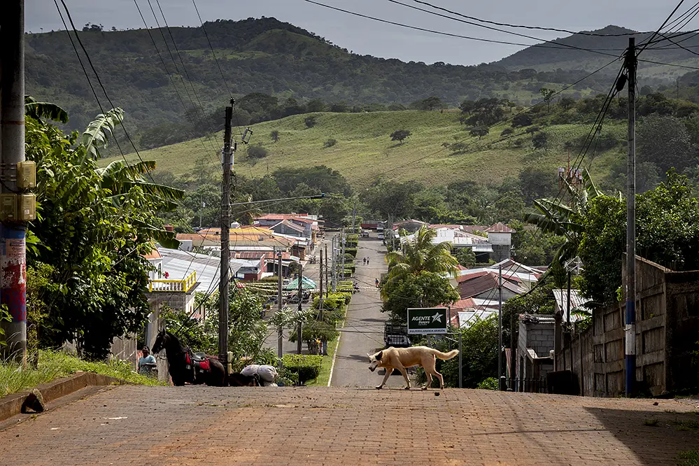 A dog crosses the path 