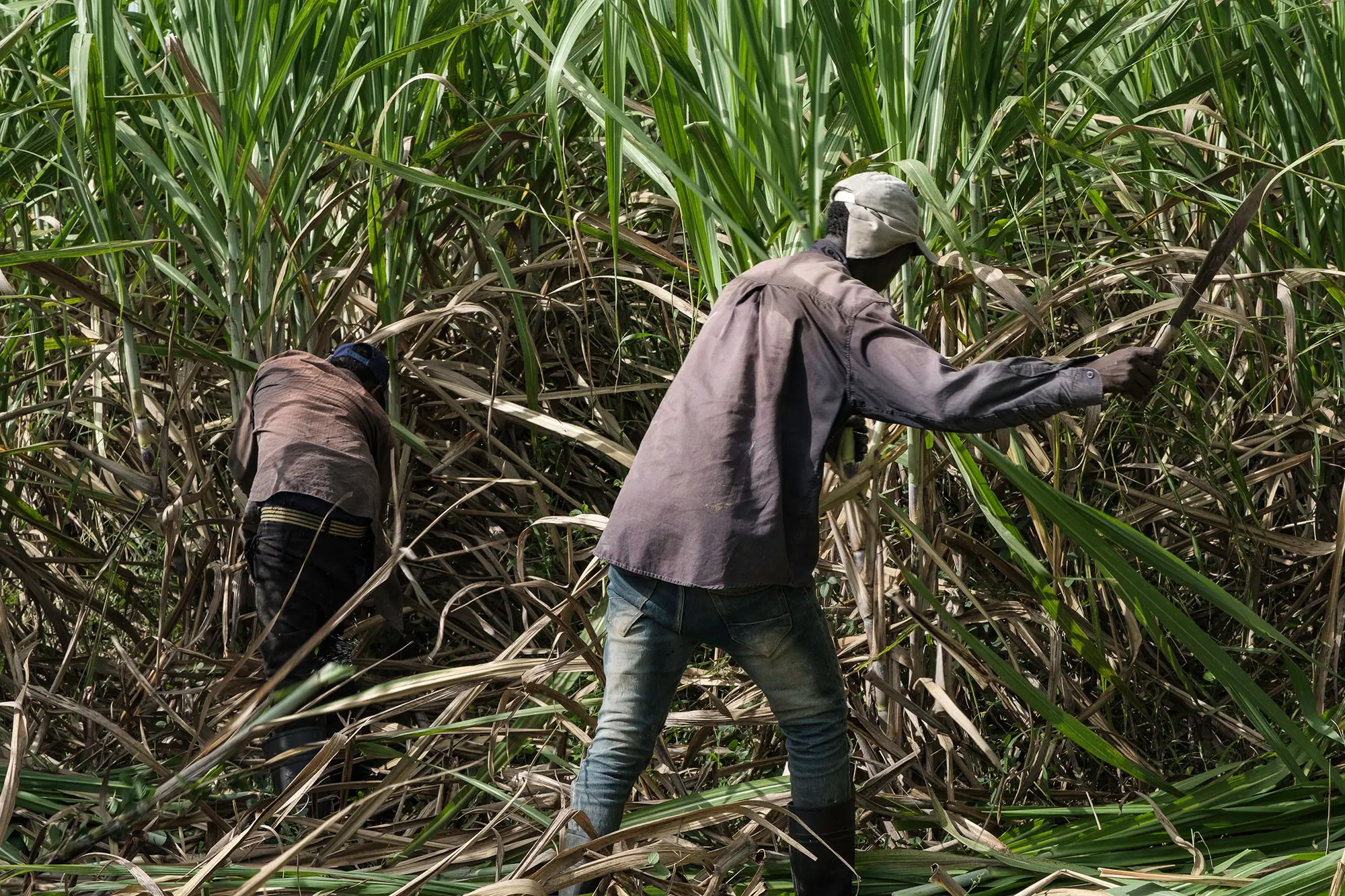 Sugar cane being chopped