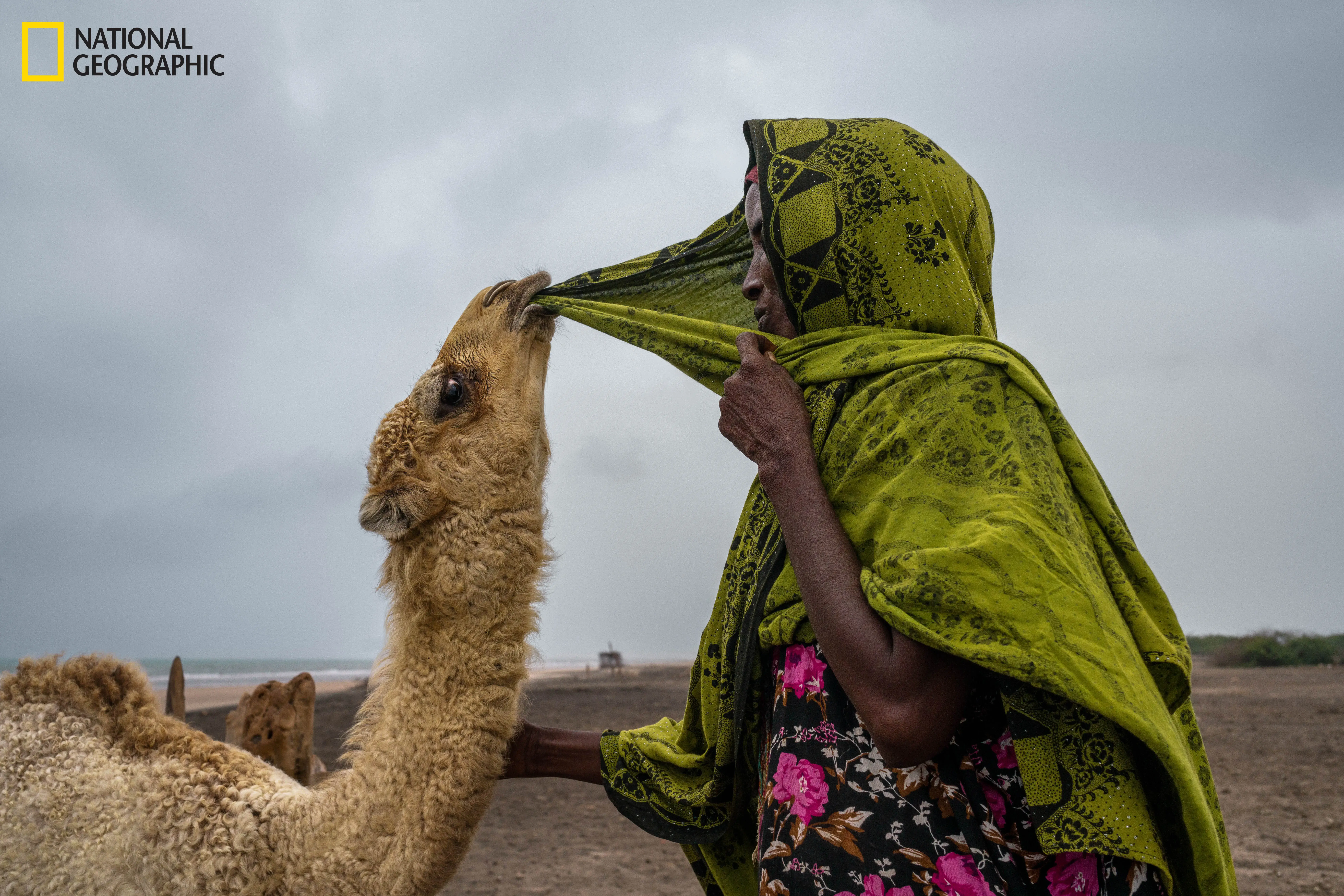 A young camel tugs at Cadar Maxamed's hijab in Xinjiinle, in northern Somaliland. The camel was named Baruud—"tough"—because its mother survived years of drought, unlike most of Cadar's animals. Camels and other livestock are the basis of pastoralists' wealth in the region. Image by Nichole Sobecki/National Geographic. Media file: mm9019_ngs61831s-19_191210_07580.jpg