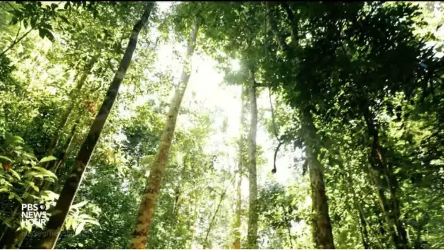 Image by Sam Eaton from PBS NewsHour. Brazil, 2018. Media file: screen_shot_2018-10-31_at_2.43.41_pm.png
