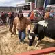 Robert 'Stretch' Hull, foreground, directs a cow in a pen while Cory Bidlingmaier looks for bidders during an auction at the farm of Dale and Marsha Ryan in Belleville. The Ryans sold off their dairy livestock and feed and will switch to farming corn, beans and some beef cattle. Tom and Cory Bidlingmaier, second and third generation auctioneers, view the current situation as an agricultural depression. Image by Mark Hoffman. United States, 2019.</p>
<p>A project in the Milwaukee Journal-Sentinel as part of the…