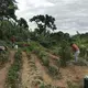 Members of Brigada Solidaria del Oeste plant and harvest vegetables for nearby communities. Image by Tomas Woodall Posada. United States, 2018.