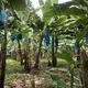 Bananas are wrapped in natural insect-repelling bags made with hot pepper and garlic at Earth University. The insecticidal bags are removed from the bananas here in the processing facility at Rio Sixaola Plantation. Image by Madison Stewart. Costa Rica, 2019.