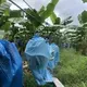 The bananas are transported to the onsite processing facility by what's known as the 'banana train.' Image by Madison Stewart. Costa Rica, 2019. 