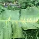 Black leaf streak fungus that inhibits photosynthesis within the banana leaves, destroying crops. Image by Madison Stewart. Costa Rica, 2019. 