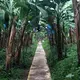 Bananas grown in a monculture system. Image by Madison Stewart. Costa Rica, 2019. 