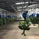 The insecticidal bags are removed from the bananas in the processing facility at Rio Sixaola Plantation. Image by Madison Stewart. Costa Rica, 2019. 